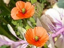 花　ナガミヒナゲシの画像(ｵﾚﾝｼﾞに関連した画像)
