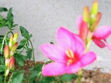 花壇の花　フリージアの画像(フリージア 花に関連した画像)