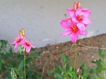 花　ピンク色の画像(フリージア 花に関連した画像)