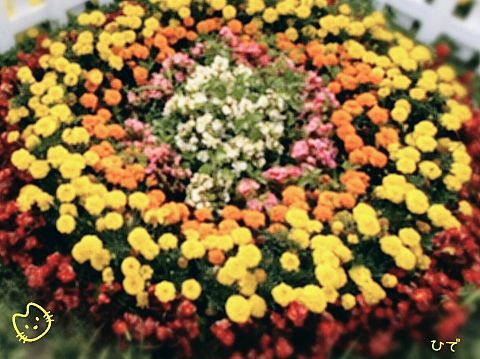 花　花壇　由良川花園の画像 プリ画像