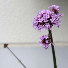 花　花壇の花の画像(初夏に関連した画像)