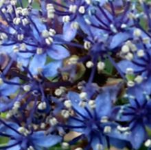 花　常山紫陽花　アジサイの画像(アジサイに関連した画像)