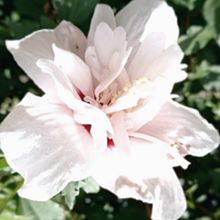 花　八重咲き木槿　夏の花の画像(ピンク色に関連した画像)
