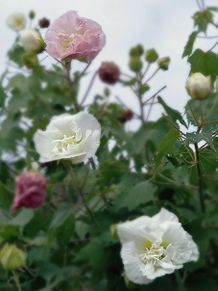 スイフヨウ　ピンク…　白…の画像(ﾋﾟﾝｸ 花に関連した画像)