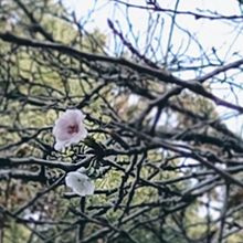 晩秋に咲く桜🌸の画像(秋に関連した画像)