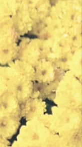 花壇の菊🌼の画像(晩秋に関連した画像)