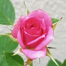 冬に咲くミニ薔薇🌹 プリ画像