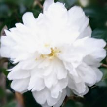 八重咲き山茶花　ホワイトの画像(白色に関連した画像)