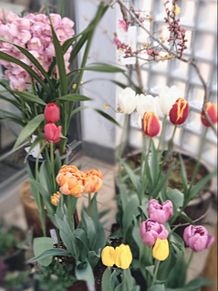 春が待ち遠しい花達🌸 プリ画像