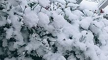 雪に覆われる花の画像(化粧に関連した画像)