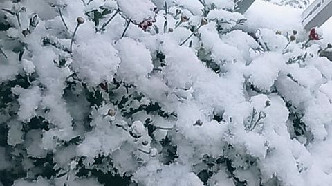 雪に覆われる花の画像 プリ画像