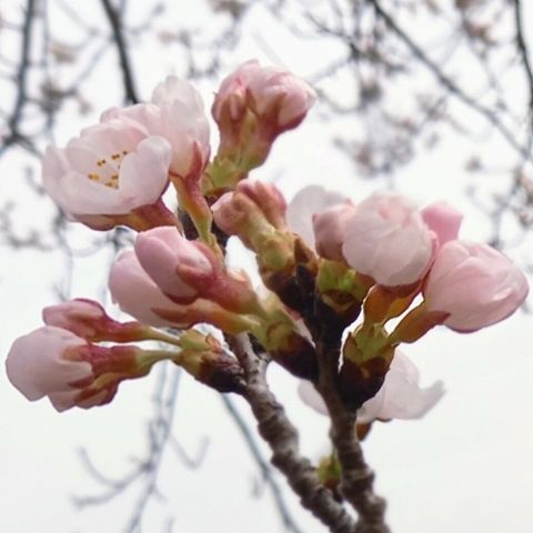 桜🌸　咲いてましたの画像 プリ画像