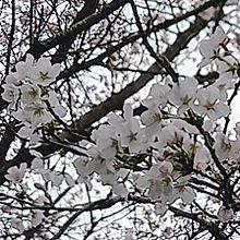桜見てきました🌸の画像(春に関連した画像)
