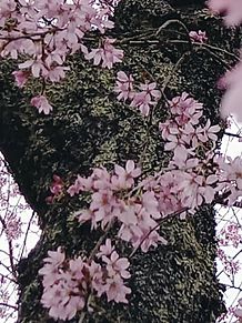 桜見てきました（枝垂れ桜） プリ画像