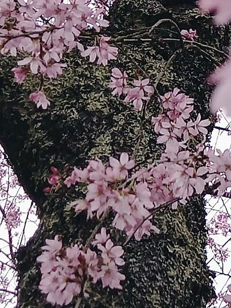桜見てきました（枝垂れ桜）の画像 プリ画像