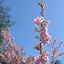 植物園　外側　河津桜🌸の画像(春に関連した画像)