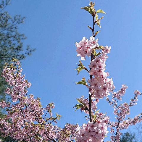 植物園　外側　河津桜🌸の画像 プリ画像