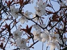 山桜🌸 プリ画像