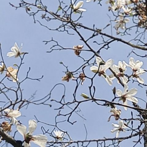山にも　春の知らせ　花コブシ🌸の画像 プリ画像
