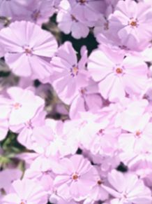 花フロックス　🌸 プリ画像