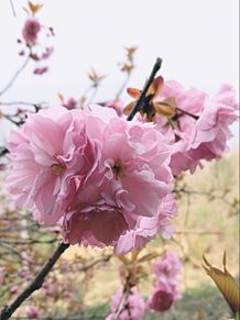 遅咲きの関山桜🌸の画像(桜 花に関連した画像)