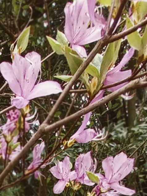 山道に咲く花　つつじ（ミツバツツジ）の画像 プリ画像