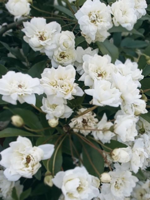 白い花　モッコウバラ🏵️の画像 プリ画像