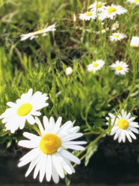 白い花　フランスギク🌼の画像 プリ画像