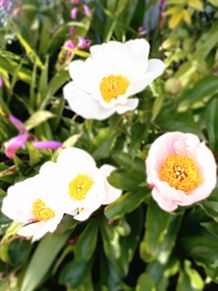 白い花　芍薬💮の画像(白い花に関連した画像)