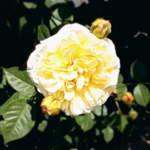春の色んな薔薇🌹の画像 プリ画像