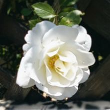 春の色んな薔薇🌹の画像(白色に関連した画像)