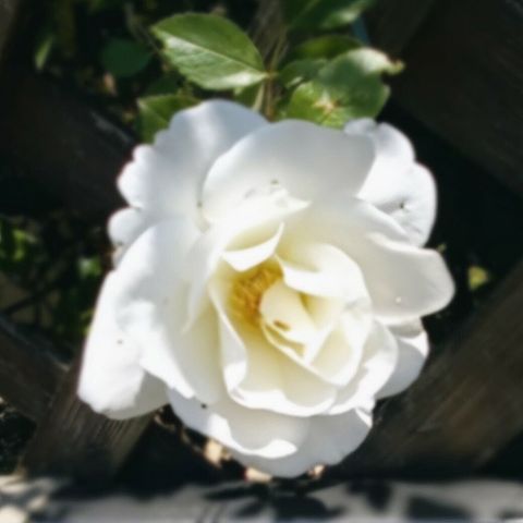 春の色んな薔薇🌹の画像 プリ画像