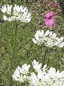 オルレア ・ ホワイトレース （オルラヤ）咲くの画像(レアに関連した画像)