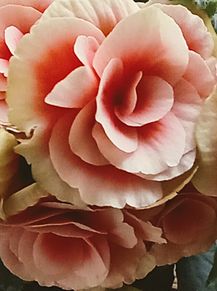 リーガース・ベゴニア　薔薇咲き🏵️の画像(ピンク色に関連した画像)