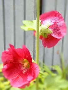 梅雨入り間近のタチアオイ（ホリホック）咲くの画像(#ピンクに関連した画像)