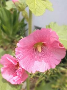 梅雨入り間近のタチアオイ（ホリホック）咲くの画像(#ピンクに関連した画像)