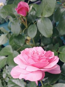 バラが咲いた🌹が咲いた…の画像(#ピンクに関連した画像)