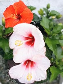 夏を彩る花　ハイビスカス🌺の画像(ハイビスカスに関連した画像)