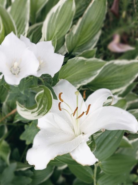 白ユリとギボウシの花🌸の画像 プリ画像