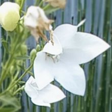 桔梗の花🌸（白色）の画像(花に関連した画像)