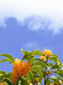 金木犀　キンモクセイ　青空　雲　オレンジ色の画像(オレンジに関連した画像)