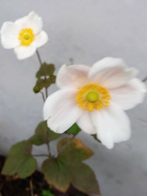 秋明菊　シュウメイギク　貴船菊　秋の花の画像(プリ画像)