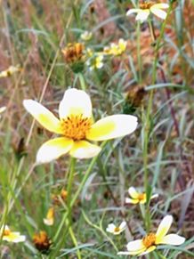 ウインターコスモス　ビデンス　冬の花 プリ画像