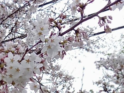 花　桜　春の画像(プリ画像)