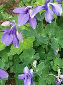 花　オダマキ　苧環　紫　晩春の画像(紫に関連した画像)