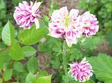 花　セイヨウオダマキ　フリル咲き　ピンク　花壇 プリ画像