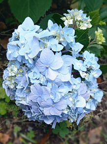 アジサイ　紫陽花　花　ブルーの画像(花🌼に関連した画像)