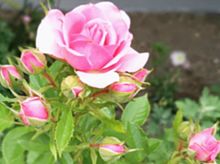 　花　ミニバラ　ミニ薔薇　ばら　ピンク　の画像(#ミニに関連した画像)