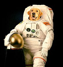 ワンコ宇宙飛行士🧑‍🚀の画像(コラに関連した画像)