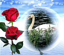 🌹薔薇と白鳥🦢 プリ画像